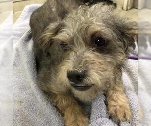 Mutt Dogs for adoption in Riverside, CA, USA