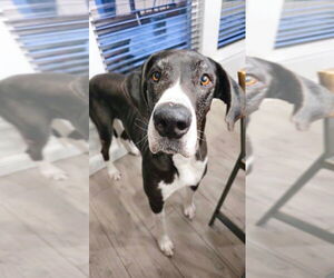 Great Dane Dogs for adoption in Bullard, TX, USA