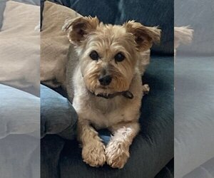 Norfolk Terrier-Unknown Mix Dogs for adoption in Herndon, VA, USA