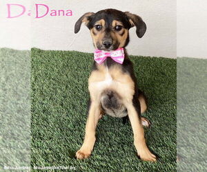 German Shepherd Dog-Unknown Mix Dogs for adoption in San Diego, CA, USA