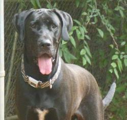 Great Dane Dogs for adoption in Greensboro, GA, USA