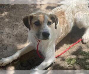 Irish Terrier-Unknown Mix Dogs for adoption in Tulsa, OK, USA
