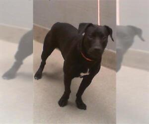 American Pit Bull Terrier-Unknown Mix Dogs for adoption in Las Vegas, NV, USA