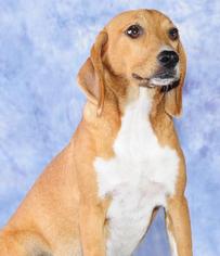 Beagle Dogs for adoption in Cary, NC, USA