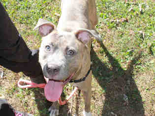 American Pit Bull Terrier Dogs for adoption in Scotia, NY, USA