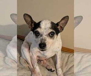 Rat Terrier-Unknown Mix Dogs for adoption in bloomington, IL, USA