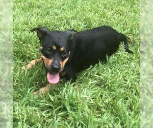 Rottweiler-Unknown Mix Dogs for adoption in Hamilton, GA, USA