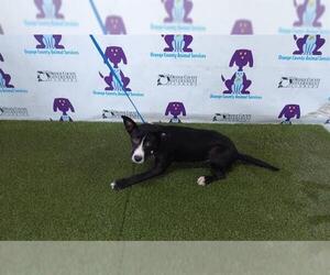 Mutt Dogs for adoption in Orlando, FL, USA