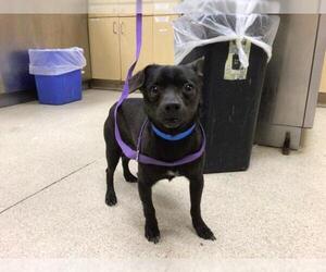 Mutt Dogs for adoption in Riverside, CA, USA
