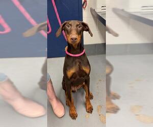 Doberman Pinscher Dogs for adoption in Peoria, IL, USA