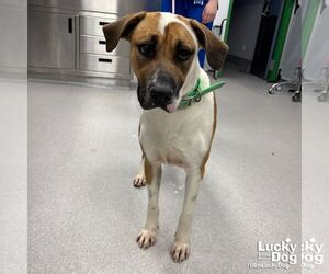 Mutt Dogs for adoption in Washington, DC, USA
