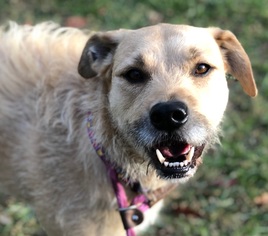 Airedale Terrier-Unknown Mix Dogs for adoption in Chestertown, MD, USA