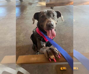 Mutt Dogs for adoption in Oakhurst, NJ, USA