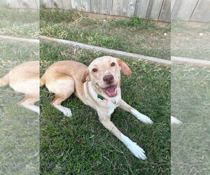 Labrador Retriever-Unknown Mix Dogs for adoption in New Orleans, LA, USA