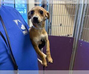 Mutt Dogs for adoption in Martinez, CA, USA