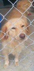 Australian Retriever Dogs for adoption in Pembroke, GA, USA
