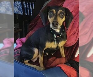 Doxie-Pin Dogs for adoption in Clarkston, MI, USA