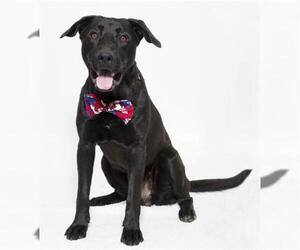 Labrador Retriever Dogs for adoption in Santa Barbara, CA, USA