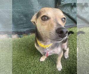 Chihuahua-Unknown Mix Dogs for adoption in Tempe , AZ, USA
