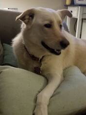Labrador Retriever-Unknown Mix Dogs for adoption in Queen Creek, AZ, USA