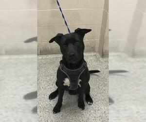 Mutt Dogs for adoption in Conroe, TX, USA