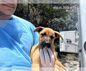 German Shepherd Dog-Unknown Mix Dogs for adoption in Ocala, FL, USA