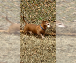 Dachshund Dogs for adoption in Westwood, NJ, USA