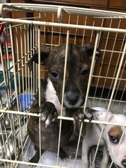 Mutt Dogs for adoption in Patterson, NY, USA