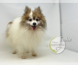 Pomeranian Dogs for adoption in Benton, LA, USA