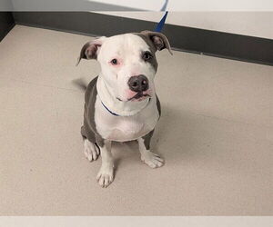 Mutt Dogs for adoption in Corona, CA, USA