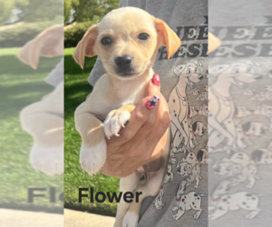 Chihuahua-Unknown Mix Dogs for adoption in San Bernardino, CA, USA