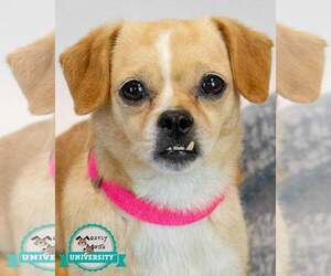 Chug Dogs for adoption in Kennesaw, GA, USA