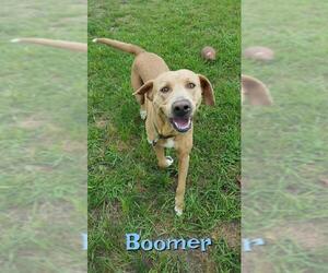 Labmaraner Dogs for adoption in Denison, TX, USA