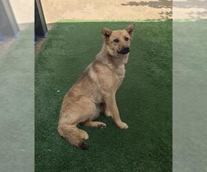 Australian Cattle Dog-German Shepherd Dog Mix Dogs for adoption in HESPERIA, CA, USA