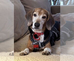 Beagle Dogs for adoption in Tampa, FL, USA