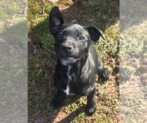 Retriever -Unknown Mix Dogs for adoption in Greenville, SC, USA