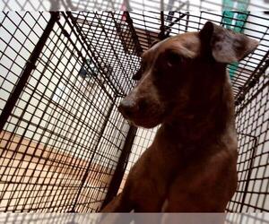 Miniature Pinscher-Unknown Mix Dogs for adoption in Martinez, CA, USA