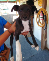 Pointer-Unknown Mix Dogs for adoption in San Diego, CA, USA