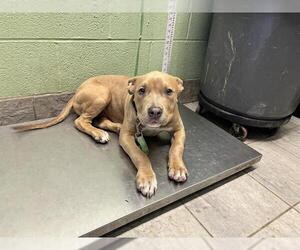 American Staffordshire Terrier-Unknown Mix Dogs for adoption in Grand Prairie, TX, USA