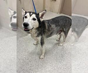 Siberian Husky-Unknown Mix Dogs for adoption in Conroe, TX, USA