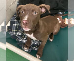 American Pit Bull Terrier Dogs for adoption in Rohnert Park, CA, USA