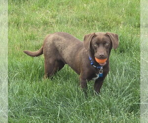 Labrador Retriever-Unknown Mix Dogs for adoption in Plainfield, IL, USA