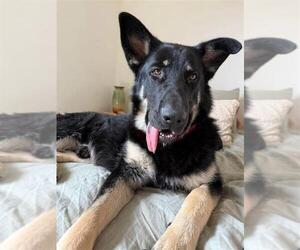 German Shepherd Dog-Unknown Mix Dogs for adoption in Elk Grove, CA, USA