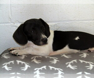 Bagle Hound Dogs for adoption in York, SC, USA