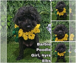 Poodle (Miniature) Dogs for adoption in Seattle, WA, USA