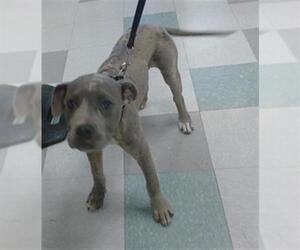 American Pit Bull Terrier Dogs for adoption in Oklahoma City, OK, USA