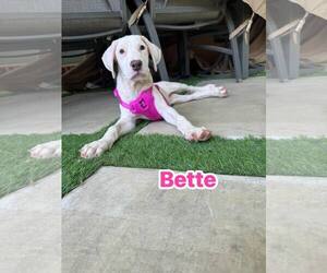 Medium Photo #1 Argentinian Mastiff-Border Collie Mix Puppy For Sale in Rowlett, TX, USA