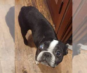 Boston Terrier Dogs for adoption in Dublin, OH, USA