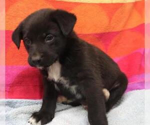 Mutt Dogs for adoption in Thief River Falls, MN, USA