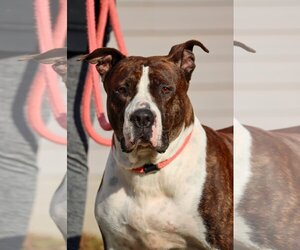American Pit Bull Terrier-Unknown Mix Dogs for adoption in Martinsburg, WV, USA